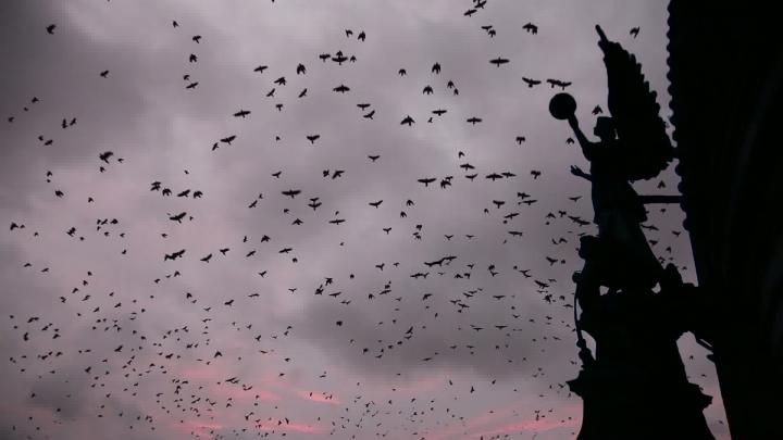 Read more about the article Winter Crows